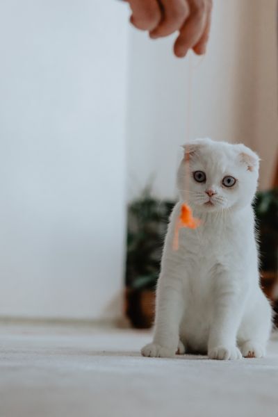 Pexels stock photograph of a kitten