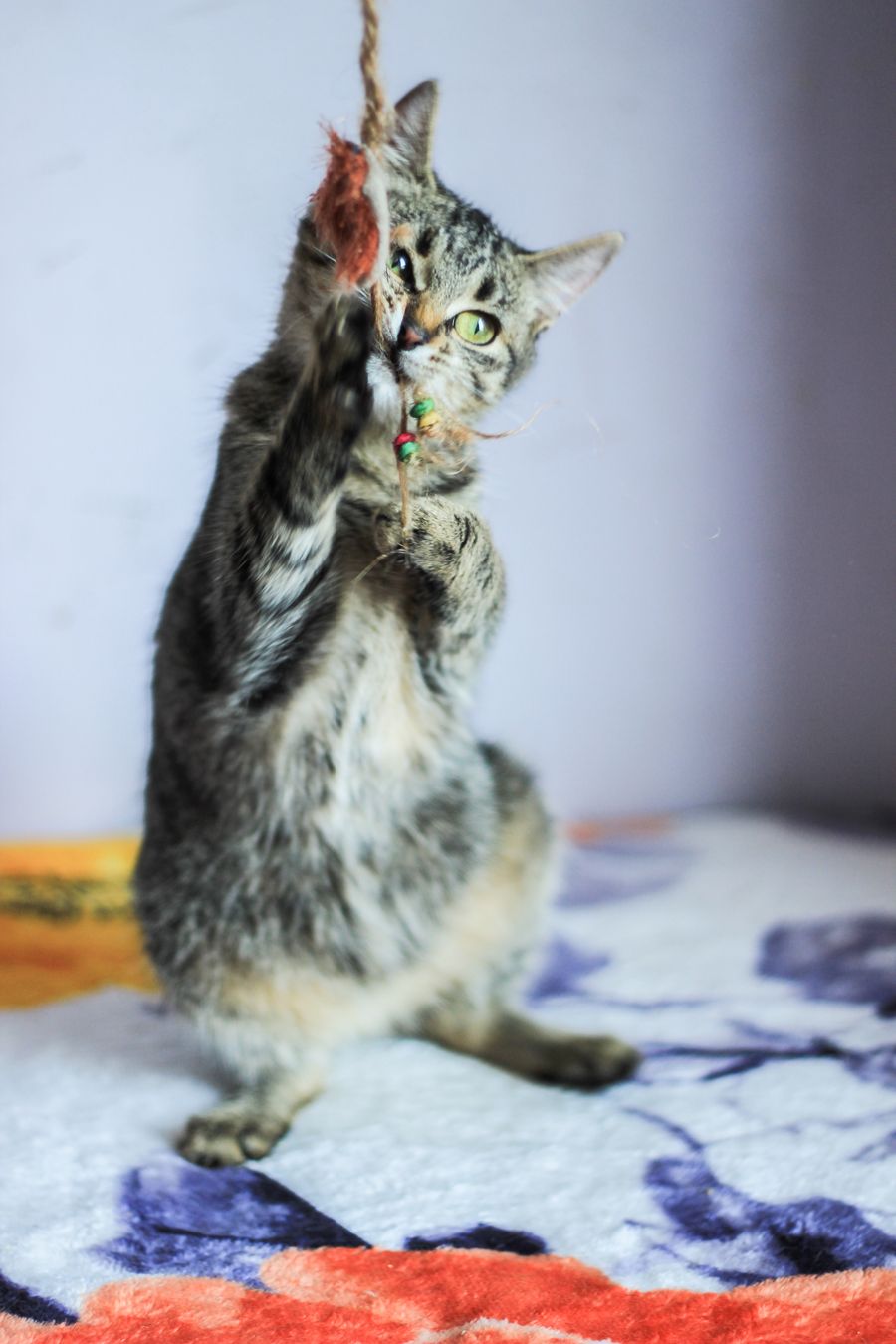 Tabby cat at a veterinary visit